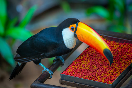 巴西潘塔纳尔的彩色 Toco Toucan 热带鸟类食用部分