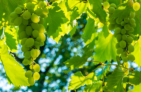 小道消息摄影照片_成熟的绿色葡萄在葡萄园里。