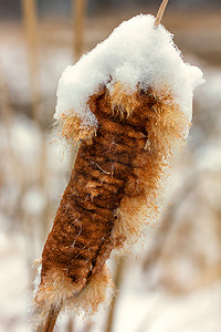 雪顶香蒲