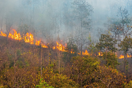 森林大火主要以地表火的形式燃烧，沿地面蔓延