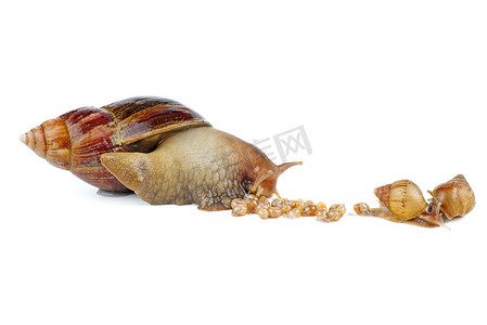 海南食物摄影照片_成熟和年轻的巨型非洲蜗牛