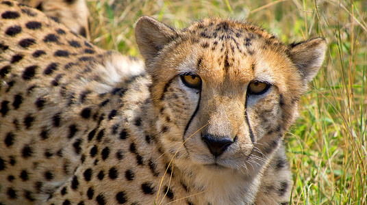 猎豹，野生动物保护区，南非