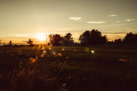 软焦点稻田和天空背景在日落时间与太阳光线。
