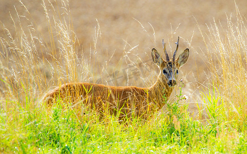 卡拉哈里野生动物美丽的地方图片