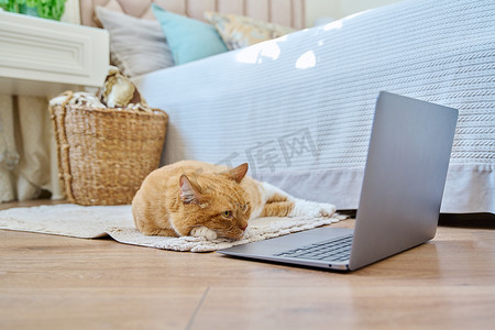宠物姜猫躺在家里的地板上，带着笔记本电脑