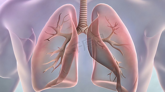 支气管肺节段解剖。