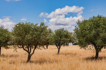 葡萄牙东南部干旱的阿连特茹草原状草地上的几棵橄榄树