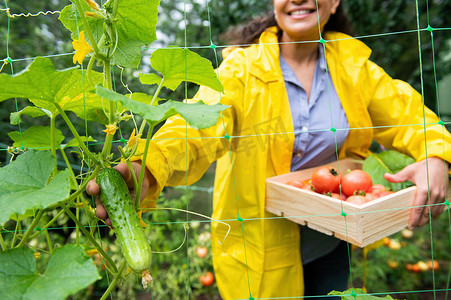 关注一位模糊的女农民手中正在生长的黄瓜，她将有机蔬菜收获到木制生态箱中