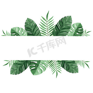 水彩绿色热带边界隔离在白色背景上，用于广告或标志设计。