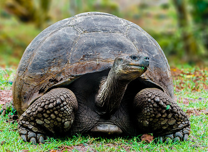 巨型加拉帕戈斯象龟在厄瓜多尔加拉帕戈斯群岛觅食
