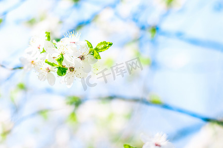 樱花和蓝天，白花作为自然背景