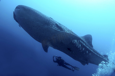 鲸鲨，加拉帕戈斯国家公园，厄瓜多尔