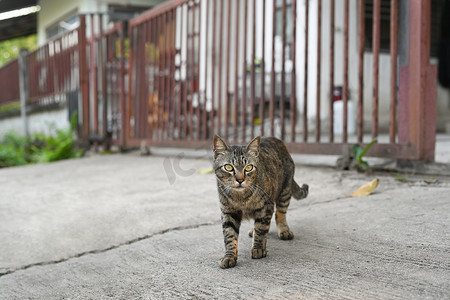 夏日，可爱的虎斑猫沿着街道行走。