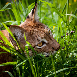 可爱的欧亚山猫，夏田的肖像