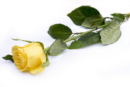 孤立的黄玫瑰与白色相映成趣