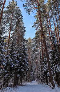 多雪的冬天森林在一个晴天在蓝天背景的与喷气机的线。