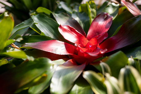 夏季植物菠萝摄影照片_Neoregelia carolinae，三色植物。Neoregelias 生长附着在森林树木的树枝上。