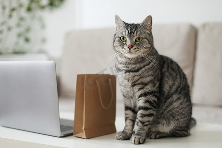 一只灰色虎斑猫在家里看着牛皮纸袋。