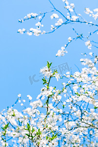 樱花和蓝天，白花作为自然背景