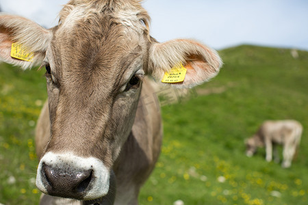 牛在草地上，牛头在焦点上，背景在焦点外。