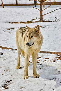 孤独的白狼站在公园的雪中
