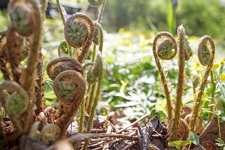 称为摄影照片_Pteridium aquilinum，也称为鹰蕨，是一种蕨类植物，分布于两个半球的温带和亚热带地区。