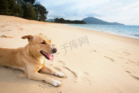 轻松有趣摄影照片_热带海滩上轻松的狗