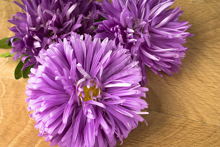 紫菀摄影照片_盛开的花朵，紫菀的三个芽，在木板上
