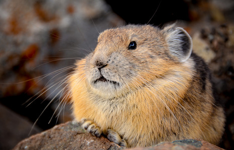 山地助力车摄影照片_美洲鼠兔是小型山地哺乳动物