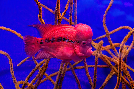 瘢痕疙瘩摄影照片_珊瑚和蓝色背景的坦克水族箱中的 Flowerhorn 杂交慈鲷宠物鱼
