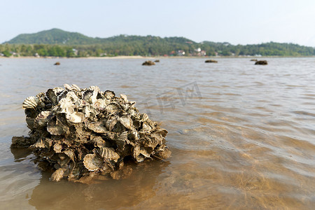2022岩石摄影照片_泰国帕岸岛，2022年3月15日：带有蛤片化石的岩石
