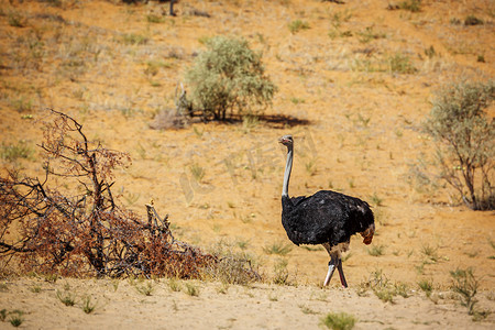 非洲鸵鸟在南非 Kgalagadi 跨境公园的沙丘中行走