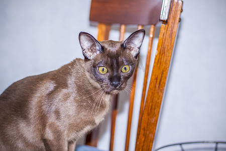 棕猫摄影照片_缅甸猫在家特写。