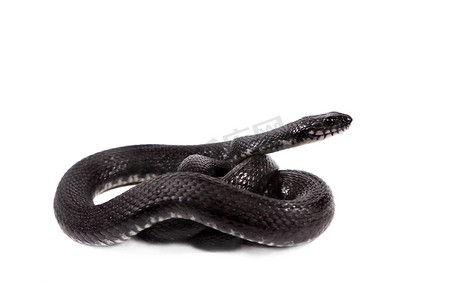 蛇形花纹摄影照片_骰子蛇，Natrix tesselta，白色