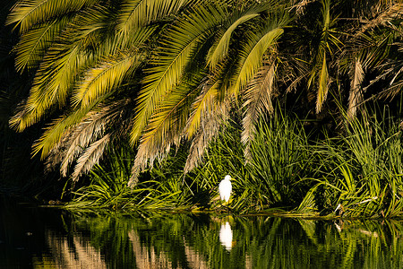 白鹳倒映在水中，岛上有绿色的棕榈树