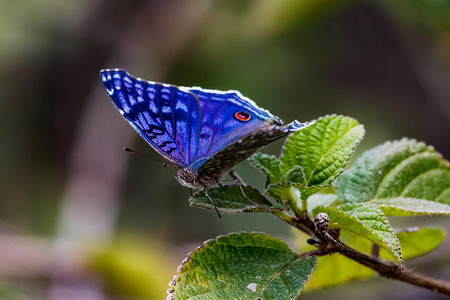 亮眼表情包摄影照片_印度洋毛里求斯岛郁郁葱葱的绿色自然中，树枝上的亮蓝蝴蝶
