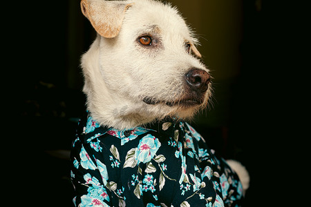 穿着夏季花卉纽扣衬衫的狗