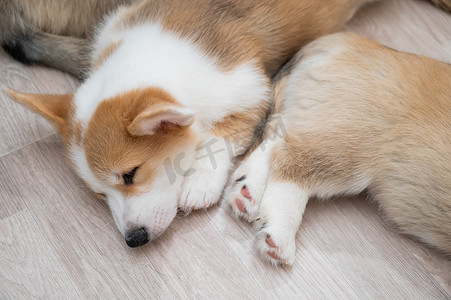 可爱的威尔士柯基犬小狗睡在地板上。