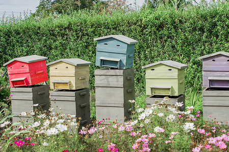 夏季田野中蜜蜂的一排木制蜂箱