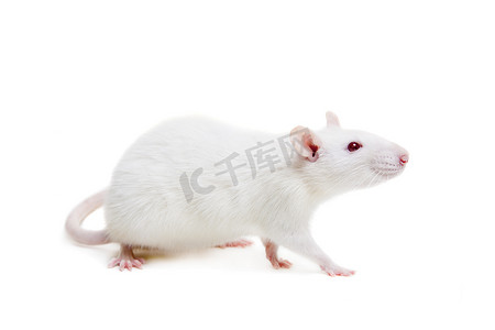 老鼠吃瓜子摄影照片_在白色的白色实验室老鼠