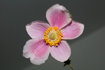 粉红色的花朵特写植物背景海葵 tomentosa 科毛茛科高质量大尺寸印刷品