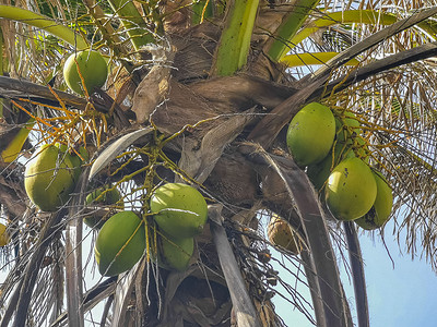 墨西哥图卢姆的热带棕榈树椰子蓝天。