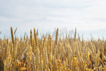 阳光明媚的夏日，农田里有黄色成熟的麦穗。