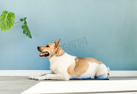 可爱的混种狗躺在凉爽的垫子上，仰望蓝墙背景