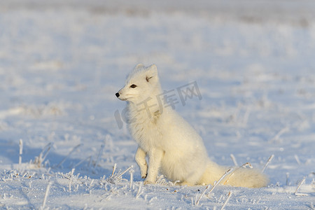 王尔德苔原上的北极狐（Vulpes Lagopus）。