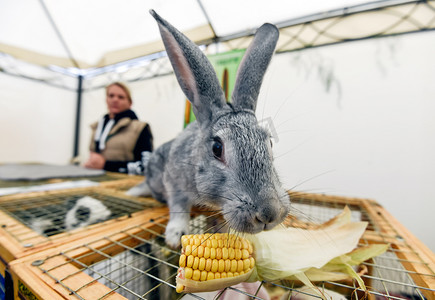 俄罗斯龙猫品种的兔子吃玉米。