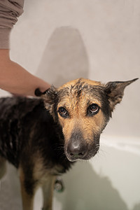 狗不喜欢洗澡。