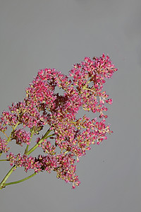 绿色花朵海报摄影照片_紫色花朵特写植物背景高品质大尺寸版画落新妇科虎耳草科墙海报