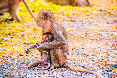 猴子家庭和母亲和婴儿动物野生动物在自然界中。