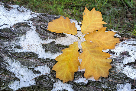 从树上落下来摄影照片_落在锯断的白桦树干上的落叶。